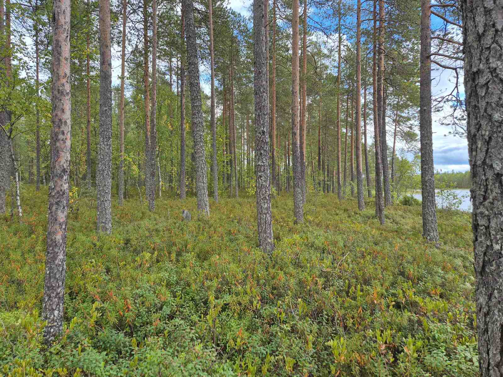Tontin tasaista maastoa ja mäntyvaltaista puustoa.