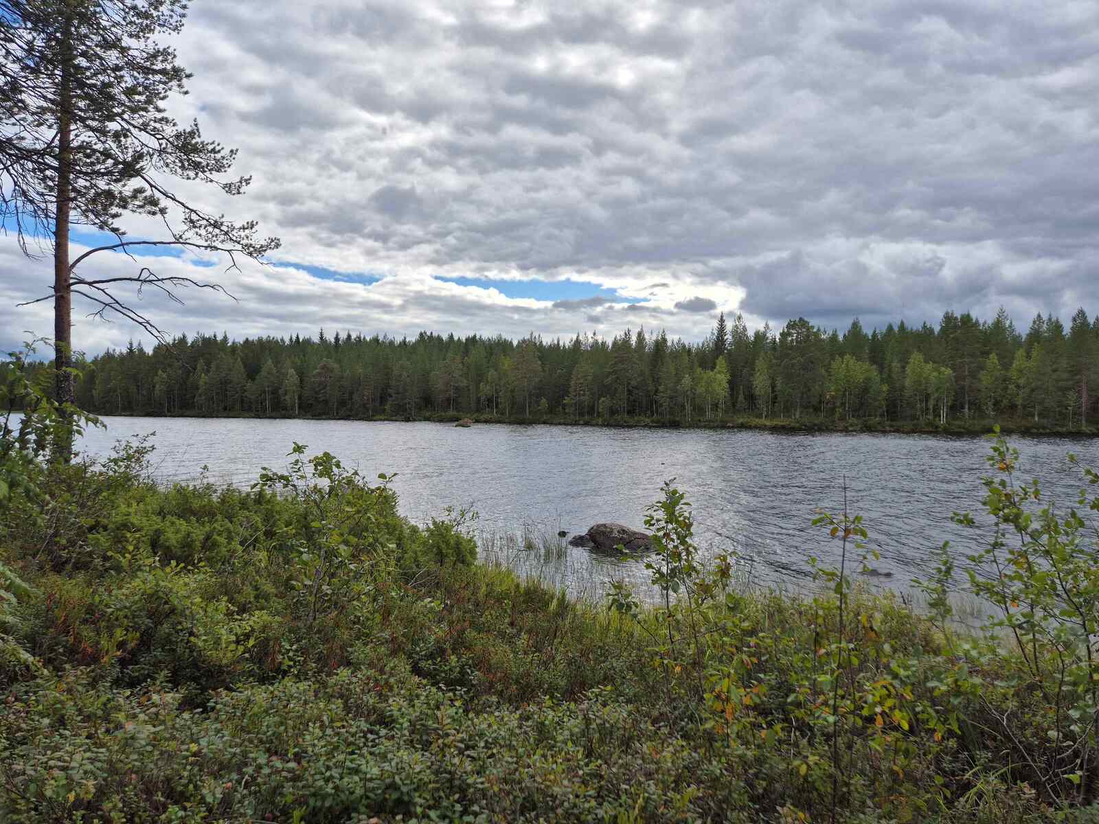 Rantamaisema, sää on pilvinen, rannalla kasvaa yksittäisiä puita, vedessä on isoja kiviä.