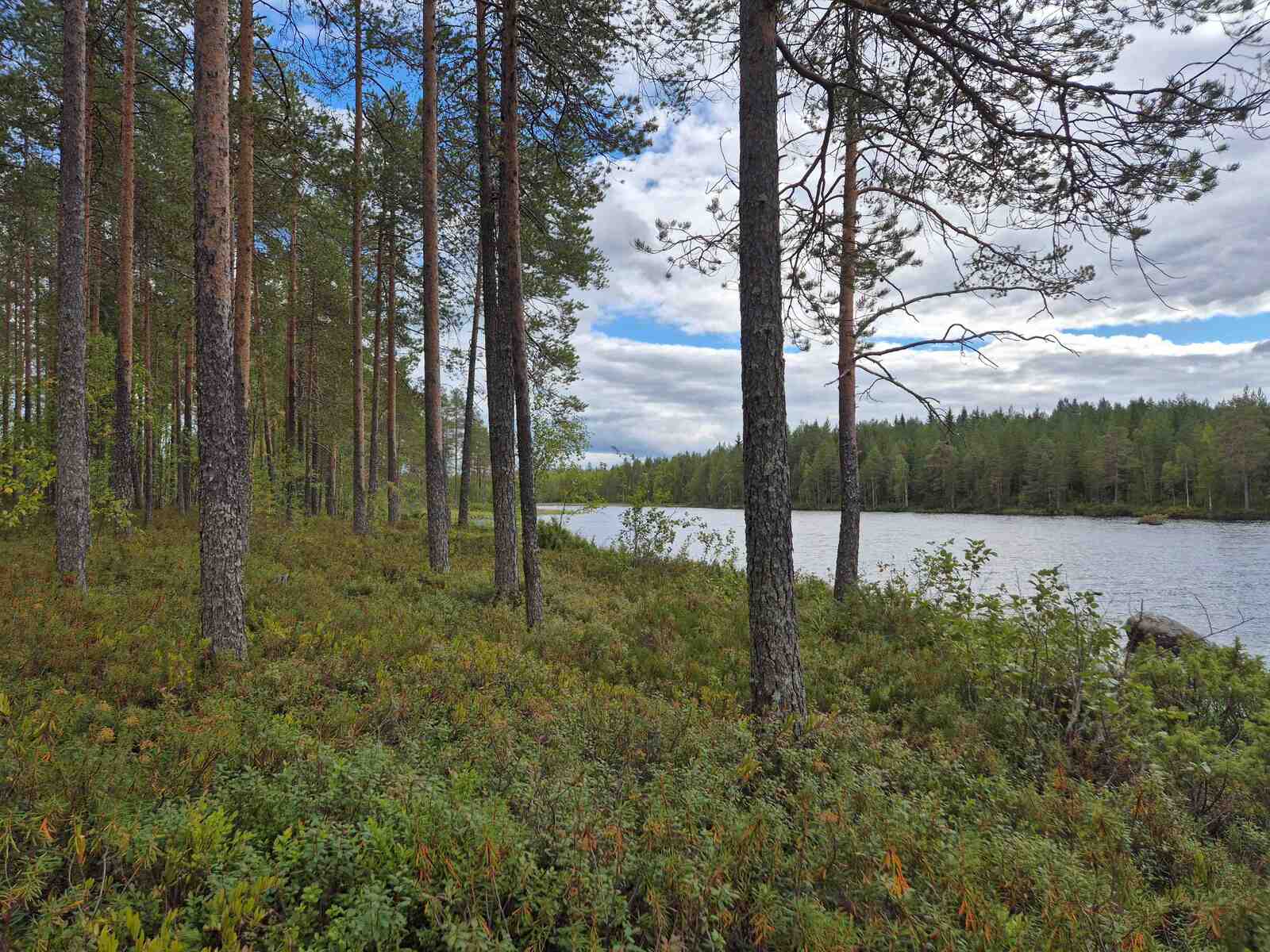 Rannalla kasvaa mäntyvaltaista puustoa, pilvien välistä pilkottaa taivasta.