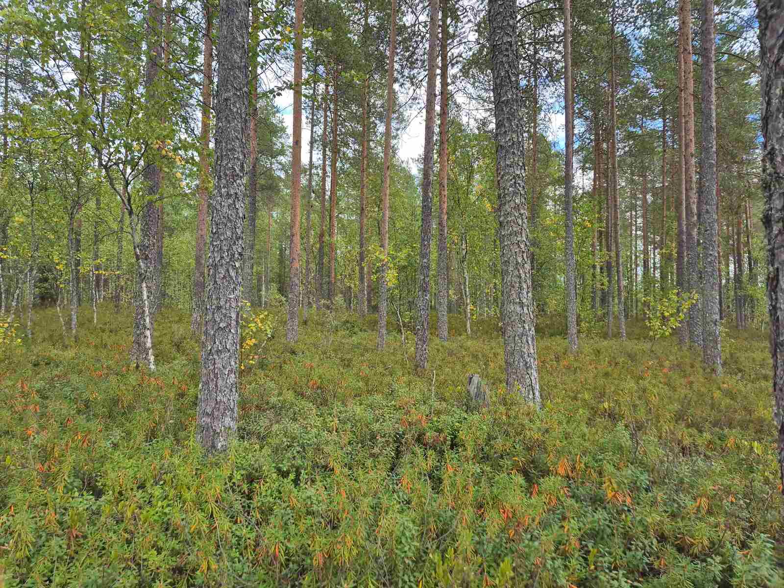 Tontin tasaista maastoa ja mäntyvaltaista puustoa.