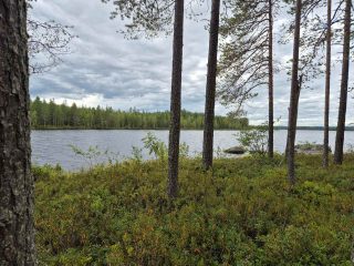 Rantamaisema, sää on pilvinen, rannalla kasvaa muutama mänty.