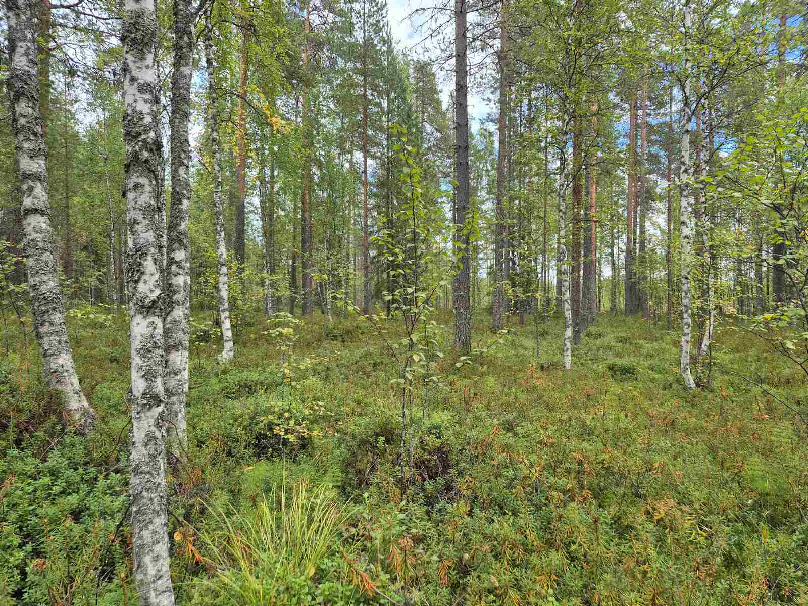 Tontin tasaista maastoa, mäntyjen seassa kasvaa myös koivuja.