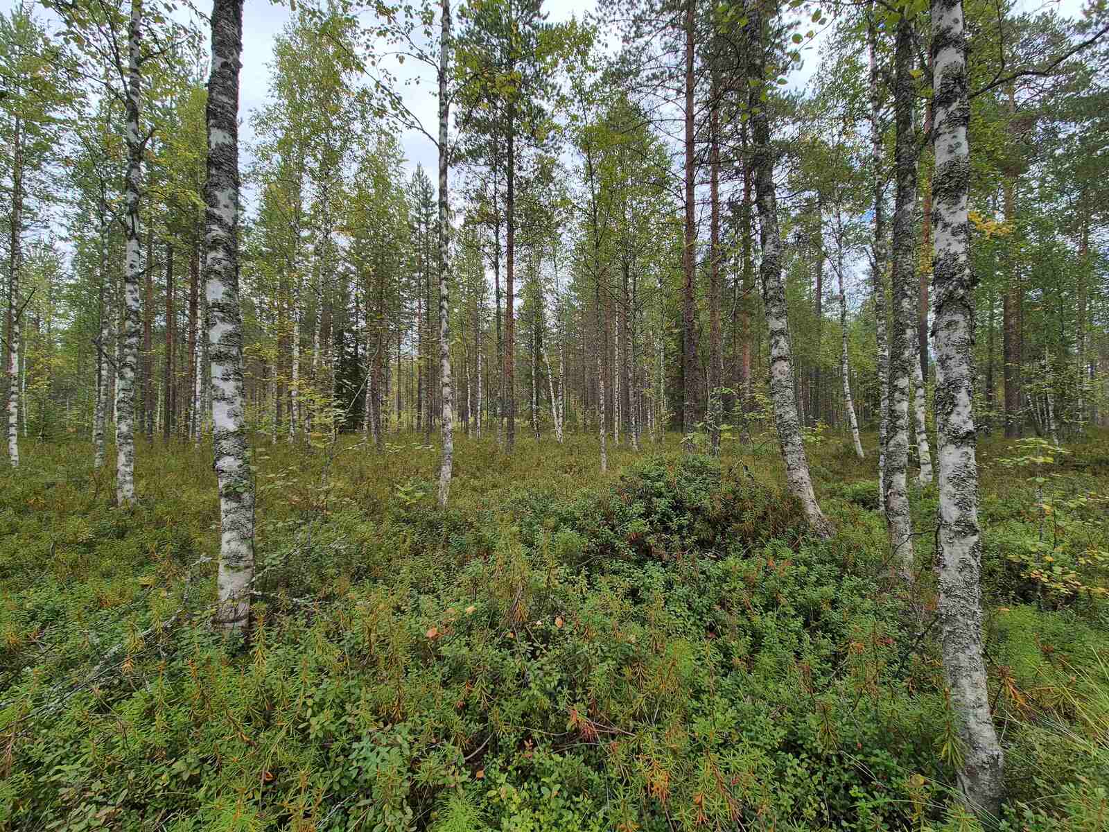 Tontin tasaista maastoa, mäntyjen seassa kasvaa myös koivuja.
