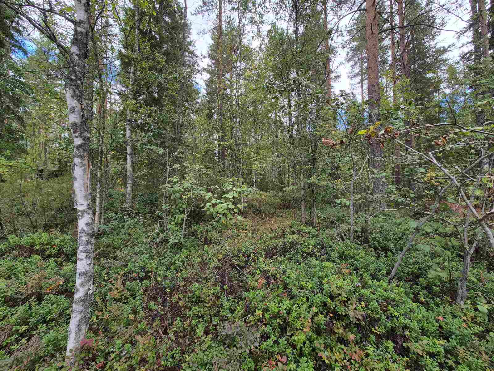 Sekametsää harmaanpilvisessä säässä.