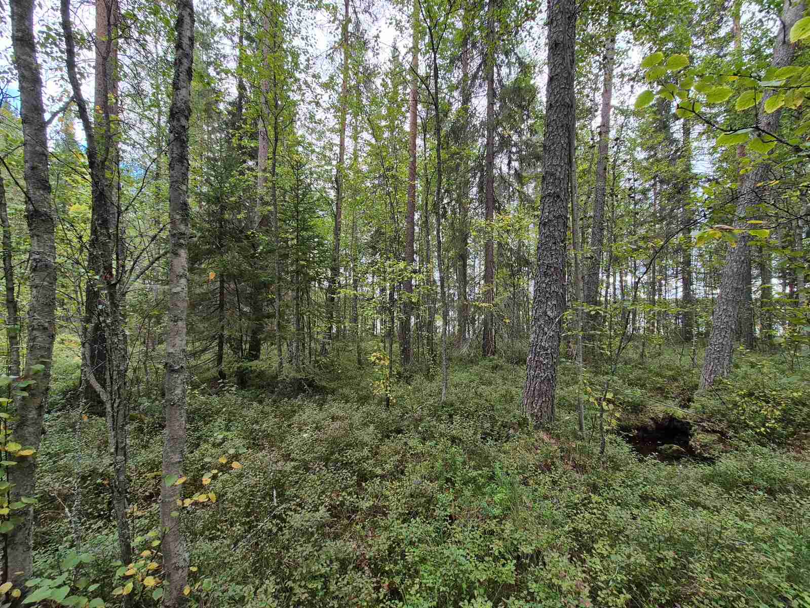 Sekametsää harmaanpilvisessä säässä.