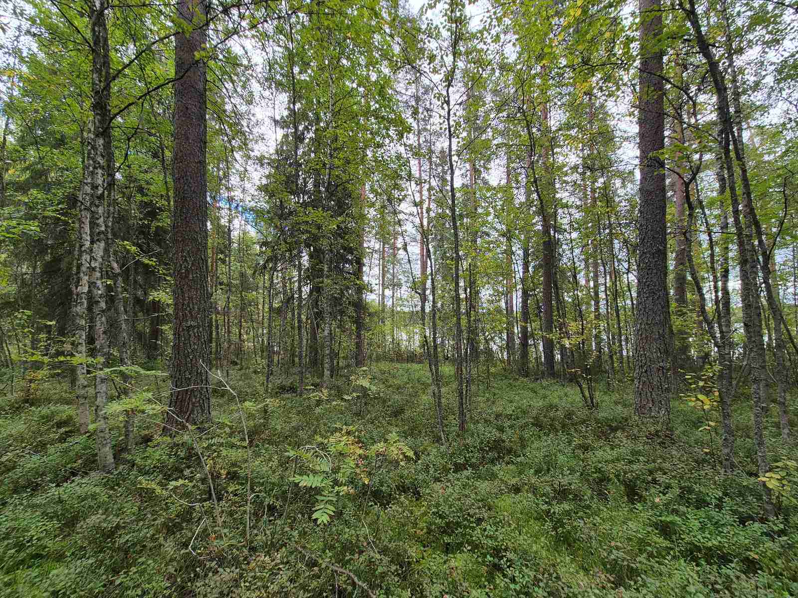 Sekametsää harmaanpilvisessä säässä.