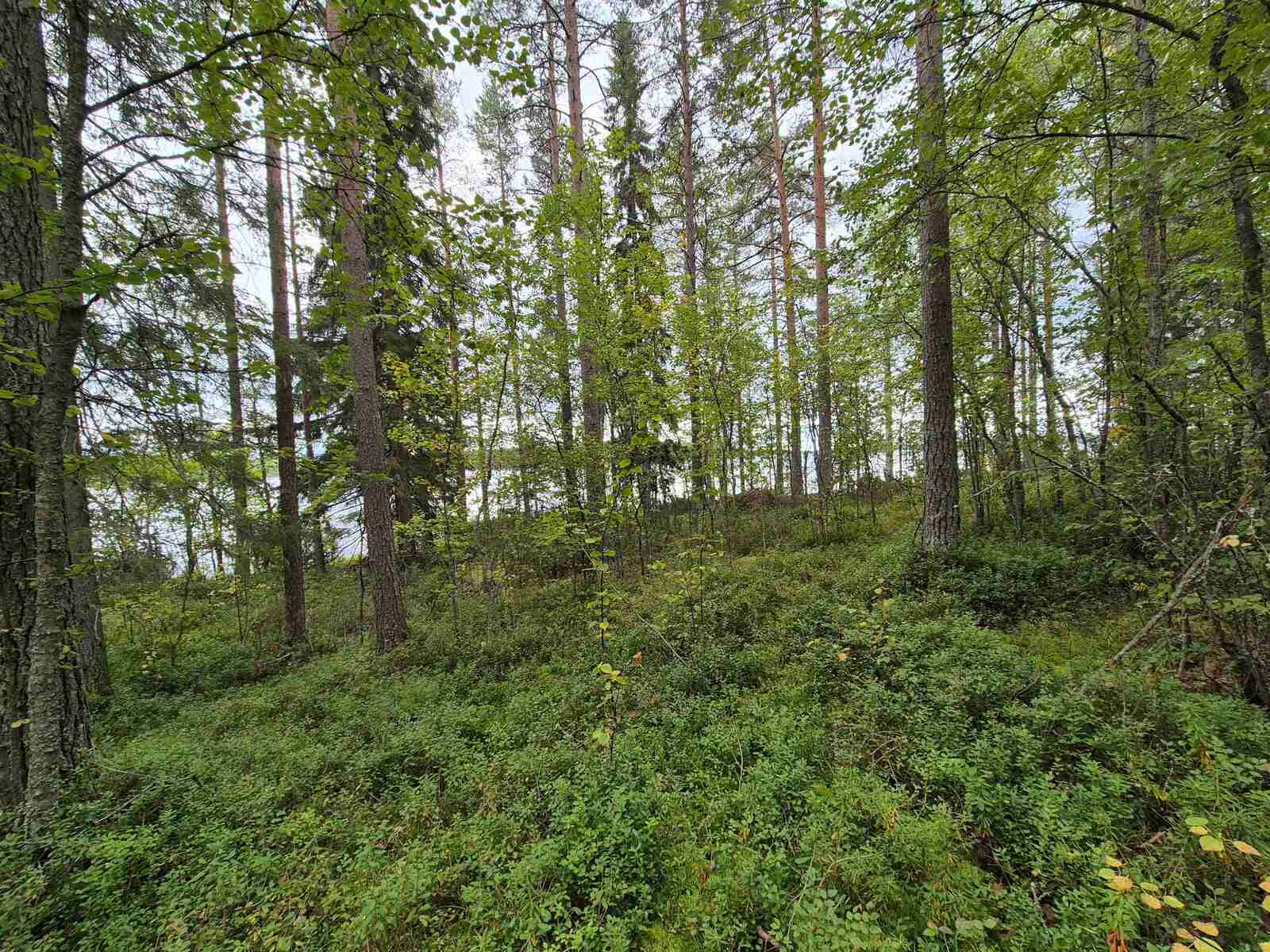 Sekametsää harmaanpilvisessä säässä, taustalla pilkottaa järvi.