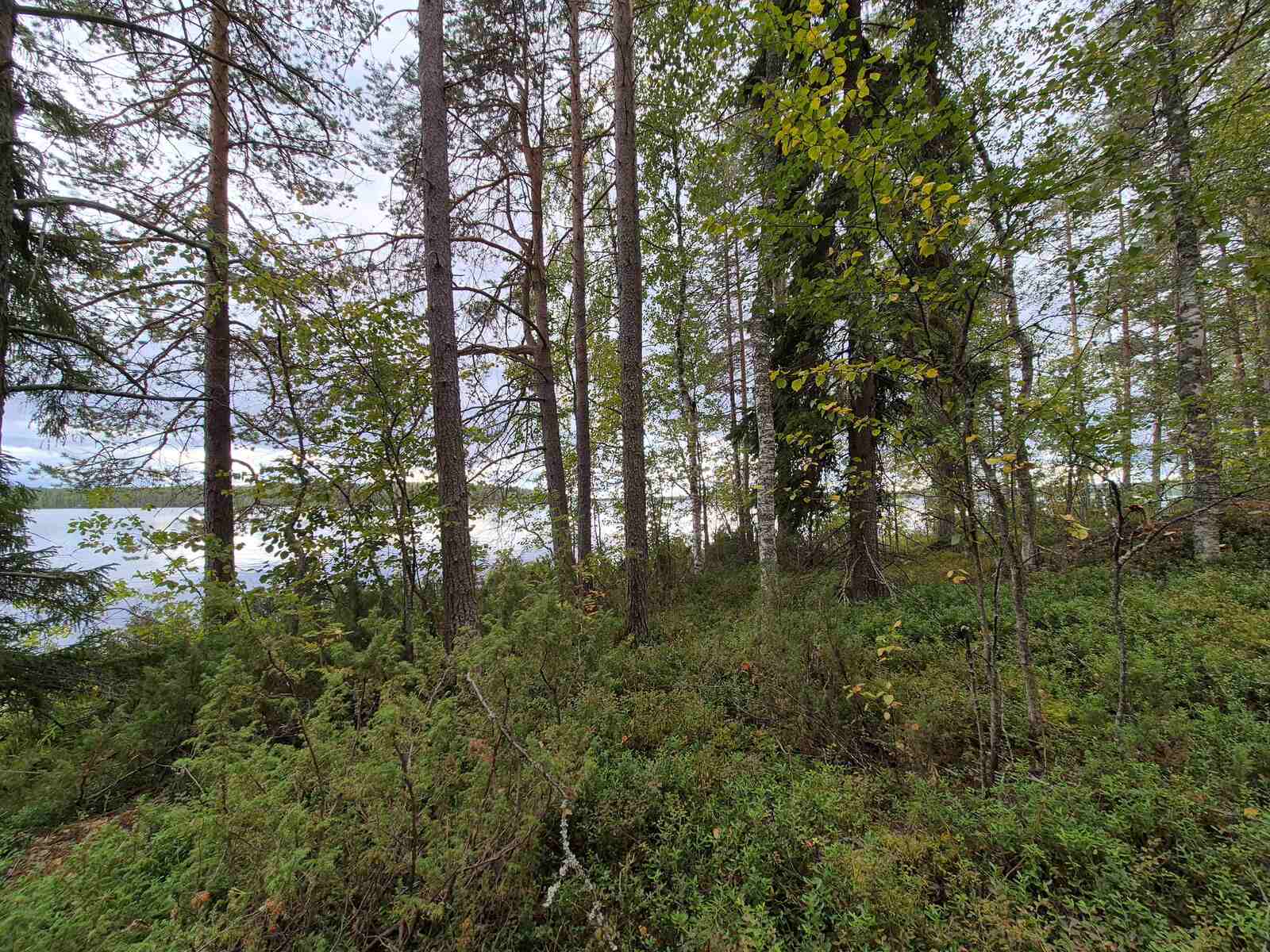Sekametsää harmaanpilvisessä säässä, taustalla pilkottaa järvi.