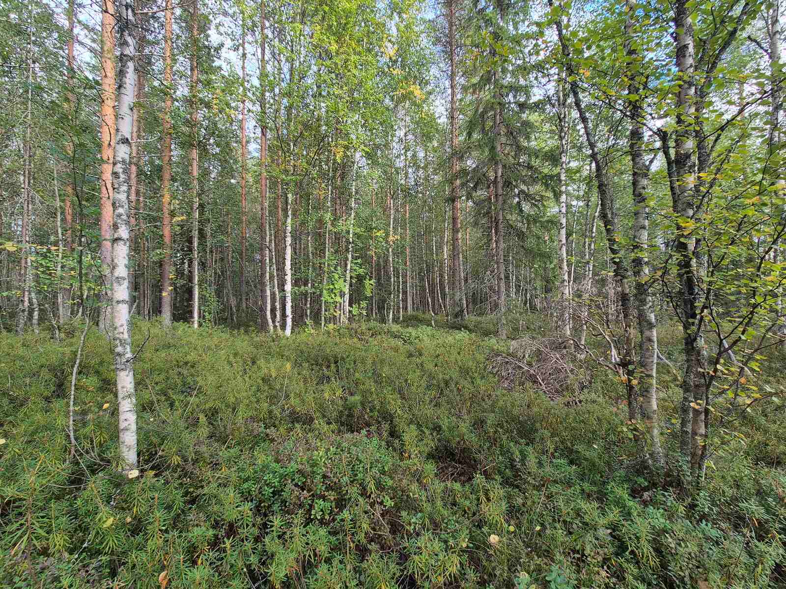 Eri-ikäisiä puita sekametsässä, maassa kasvaa kunttaa.