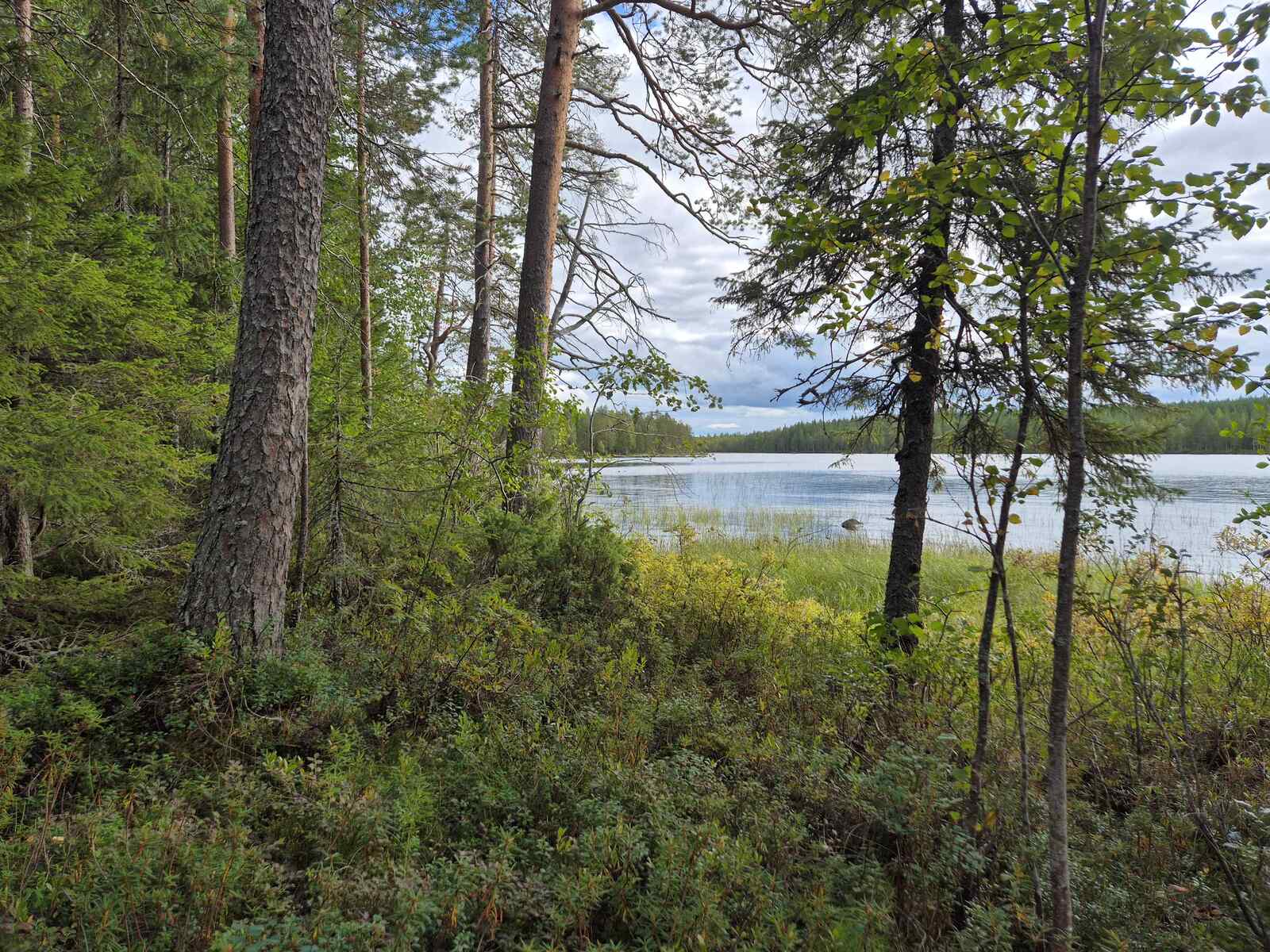 Puita rannalla, rantavedessä on paksu heinikko, taustalla näkyy järvi.