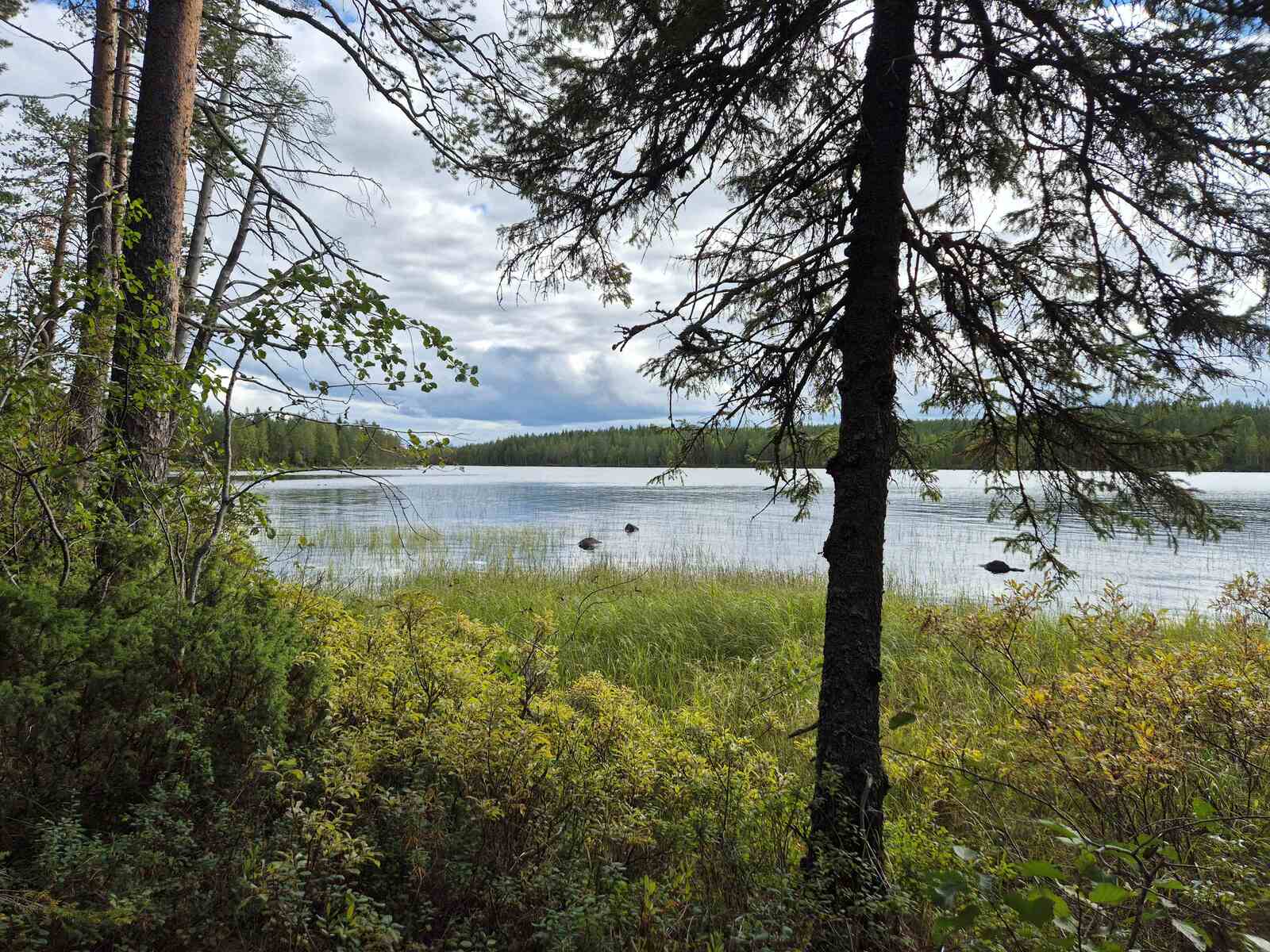 Yksinäisiä puita rannalla, rantavedessä on paksu heinikko, taustalla näkyy järvi.