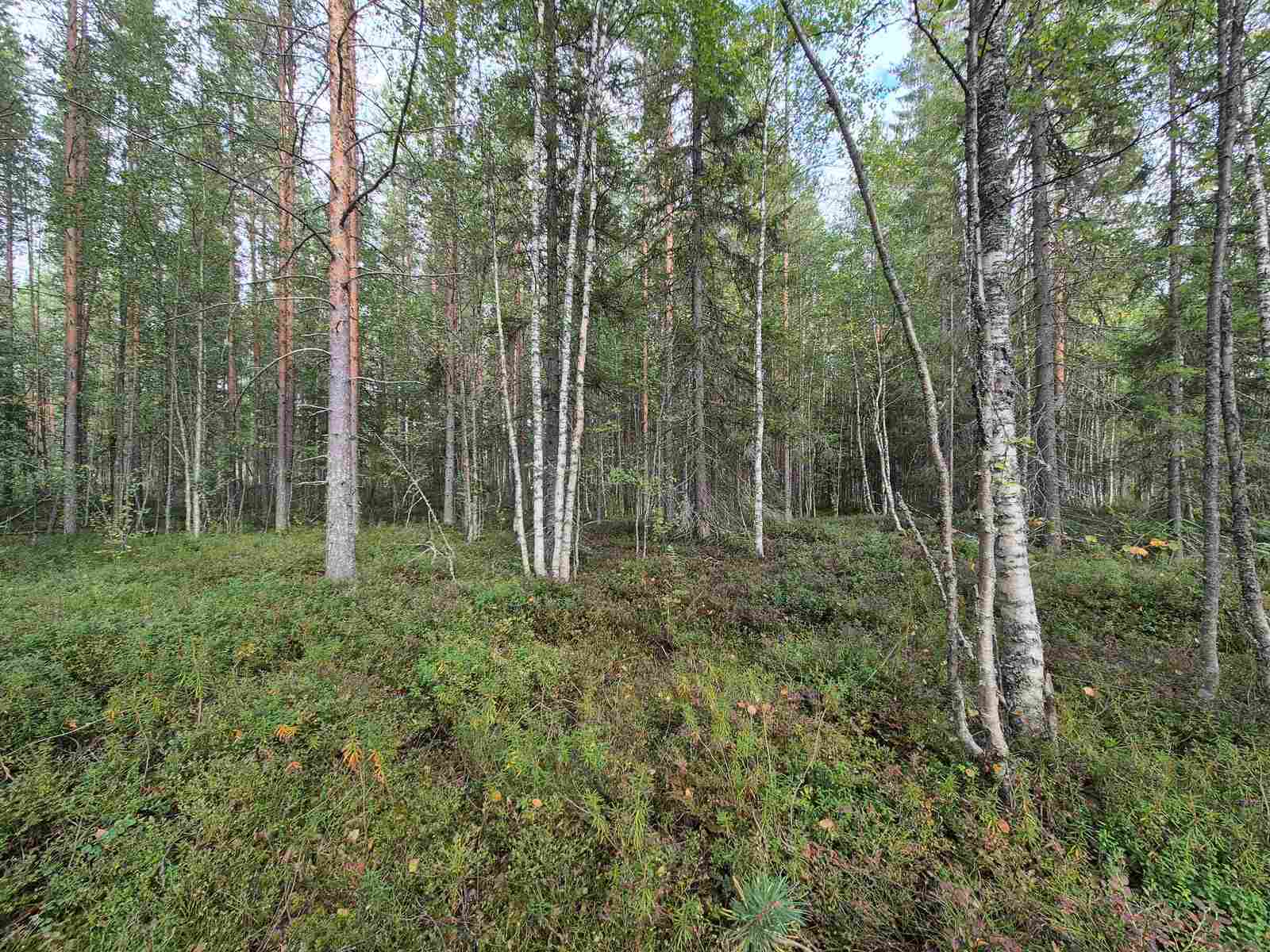 Eri-ikäisiä puita sekametsässä, maassa kasvaa kunttaa.