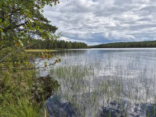Maisema järvelle, puun oksia työntyy maisemaan rannalta, vedessä on kasvillisuutta.