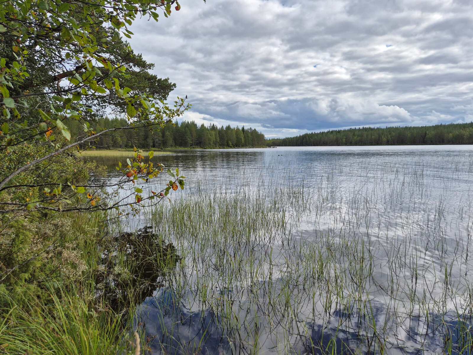 Maisema järvelle, puun oksia työntyy maisemaan rannalta, vedessä on kasvillisuutta.