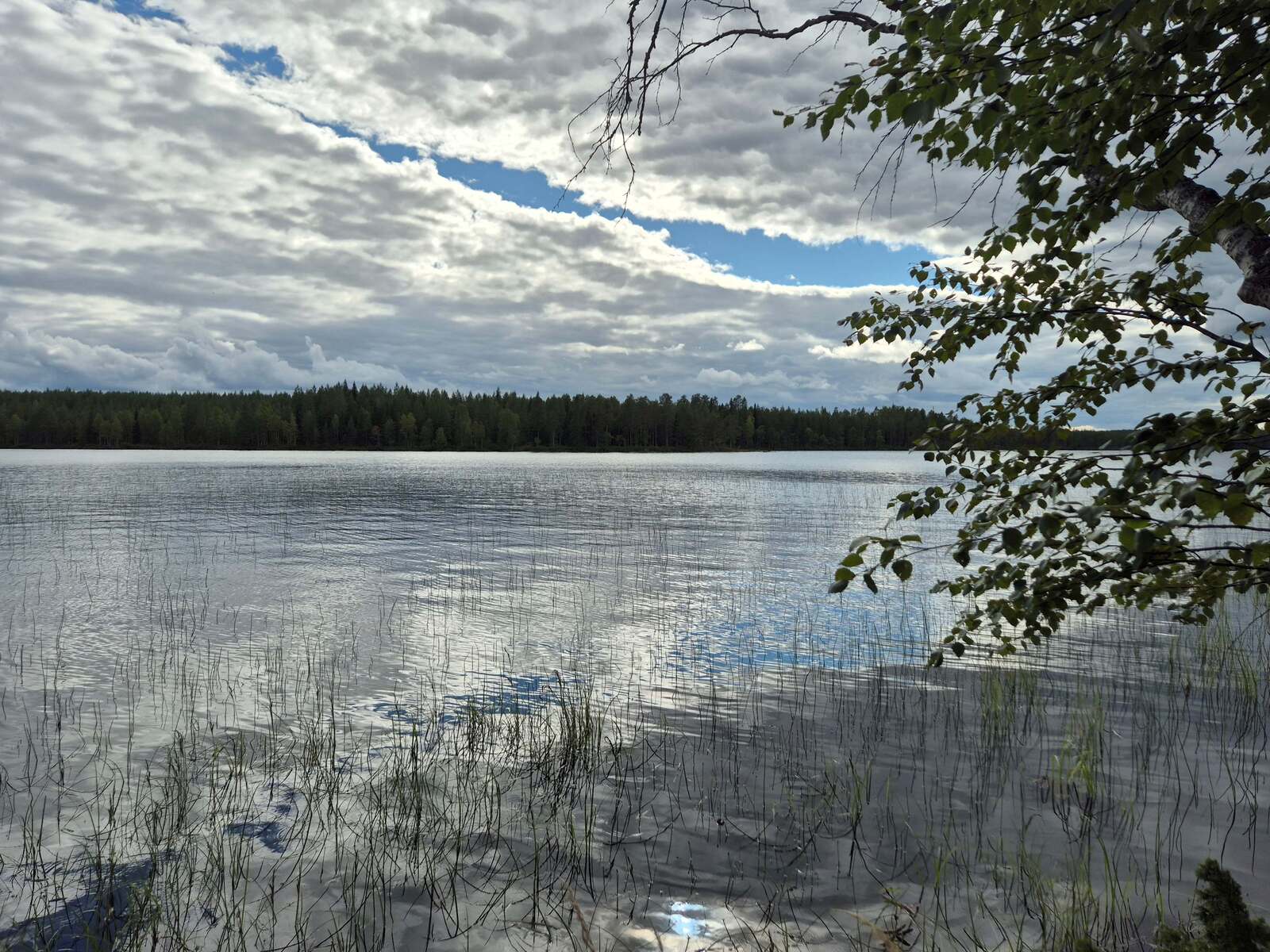 Maisema järvelle harmaanpilvisessä säässä, rantavedessä on järviruokoja.