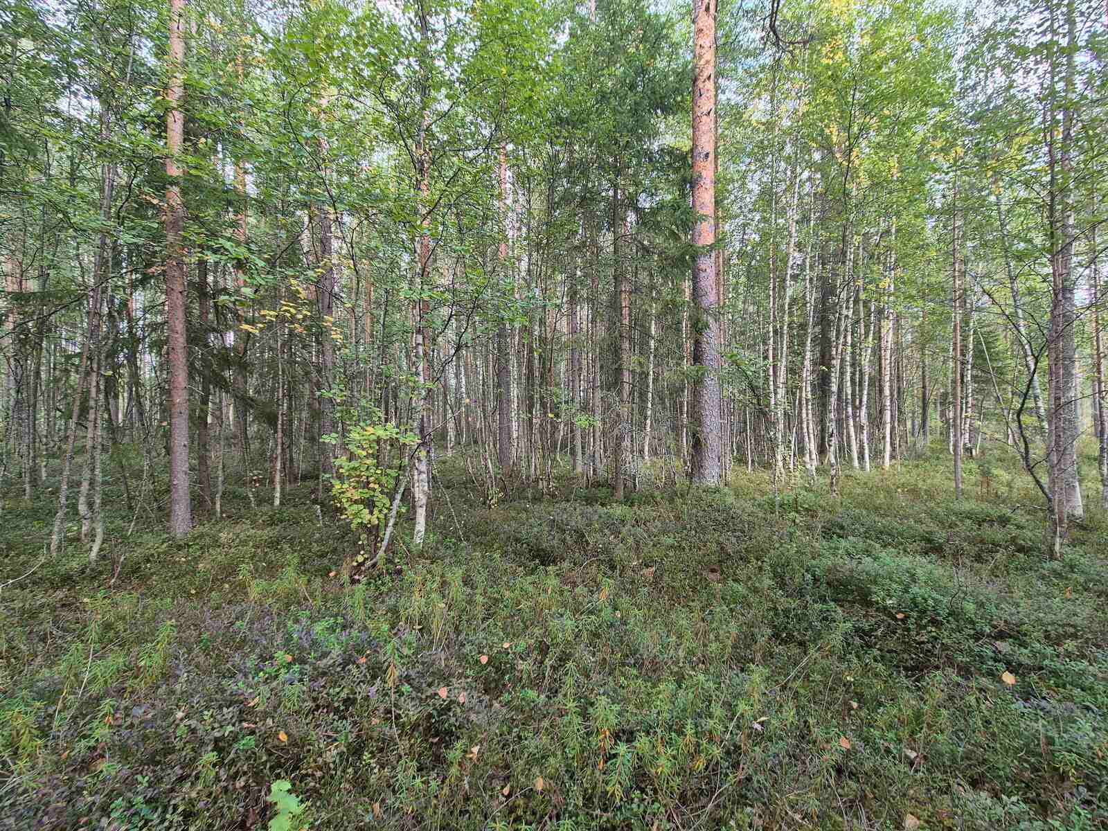 Eri-ikäisiä puita sekametsässä, maassa kasvaa kunttaa.