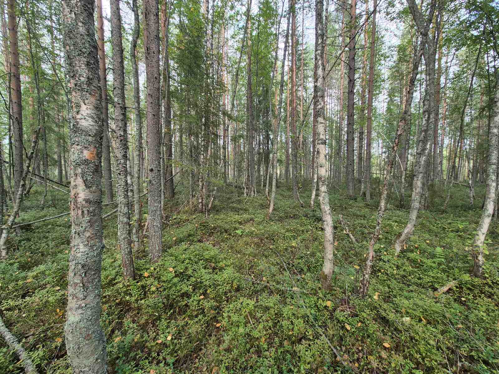 Eri-ikäisiä puita sekametsässä, maassa kasvaa kunttaa.
