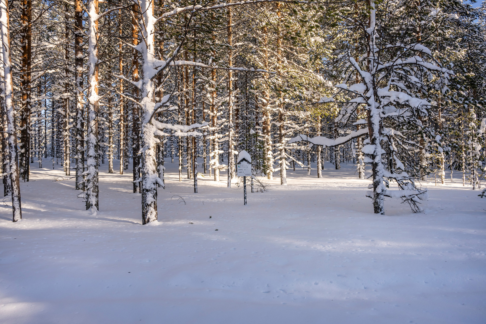 Kuva tieltä tontille päin.