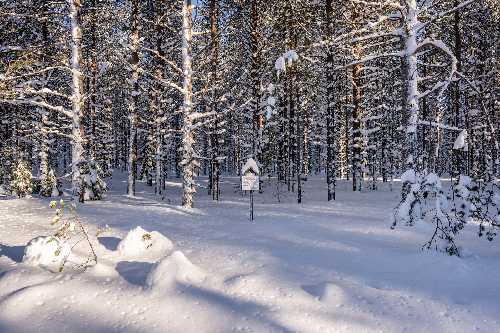 Kuva tieltä tontille päin.