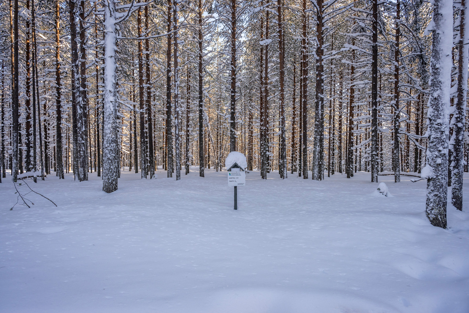 Kuva tontista tieltä päin.