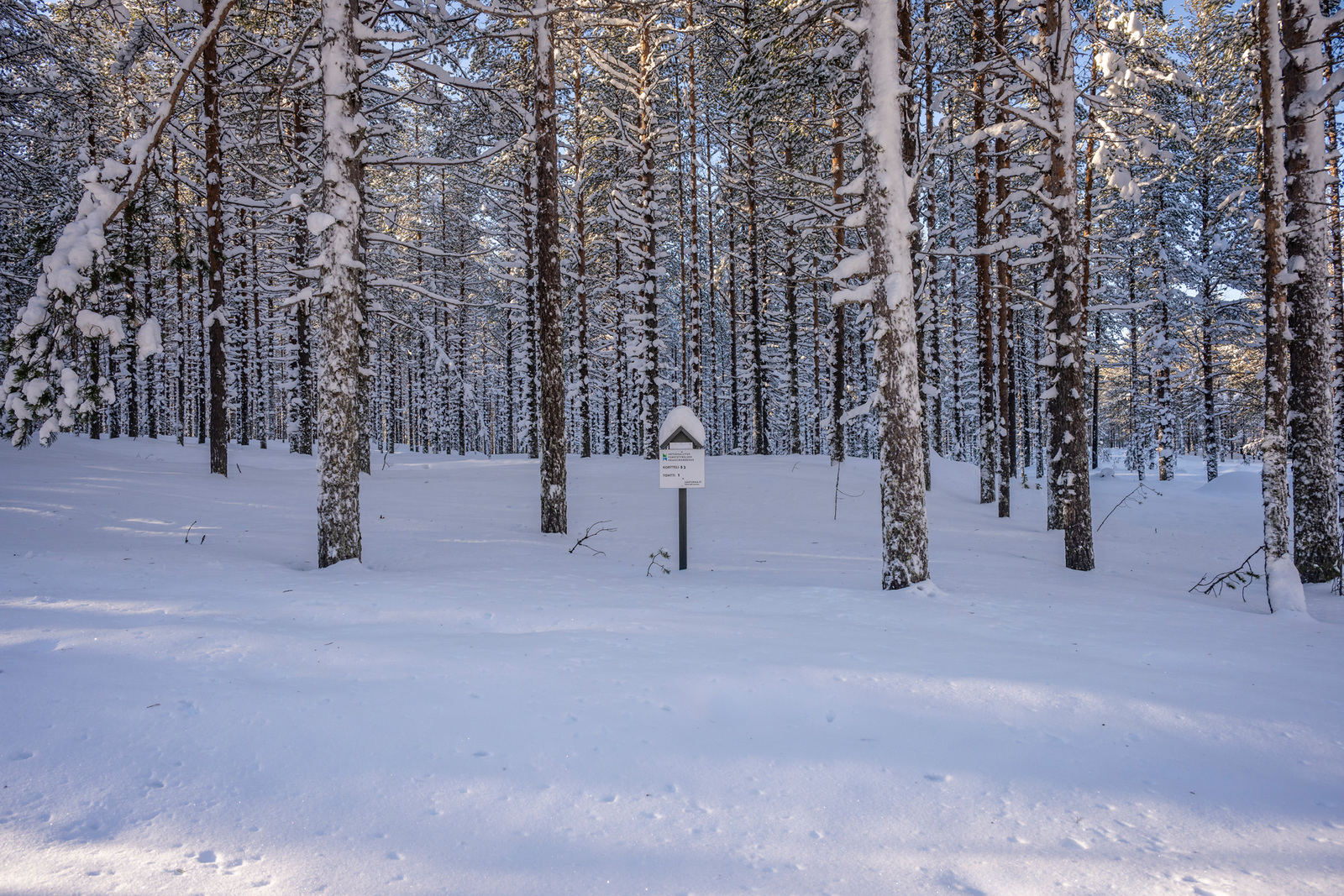 Kuva tieltä tontille päin.