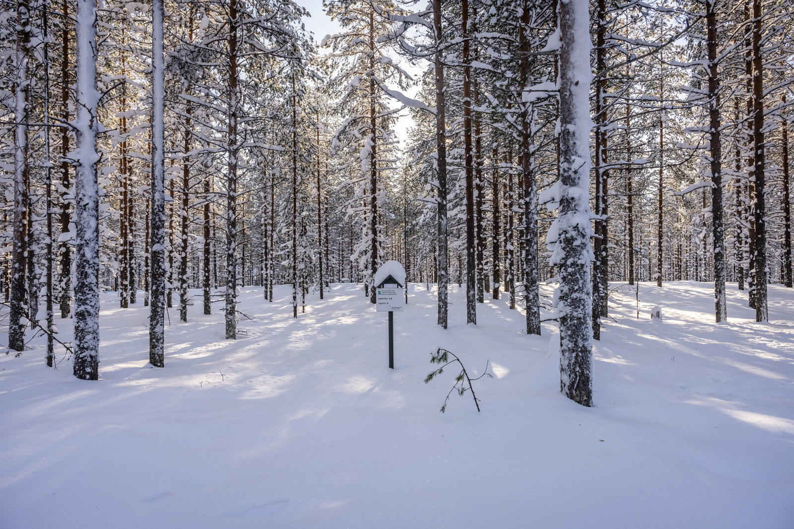 Kuva tontista tieltä päin.