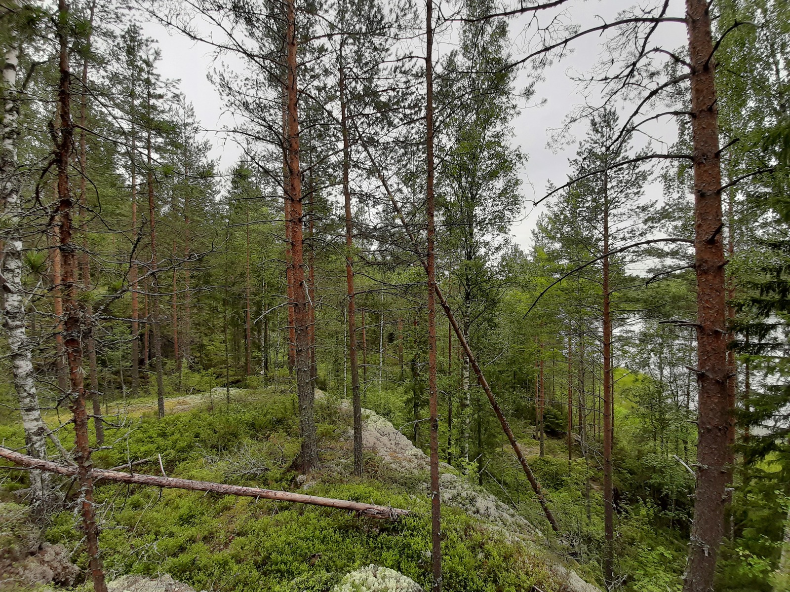 Jäkälää kasvavalta kalliolta avautuu metsämaisema ja puiden välistä pilkottaa lampi.