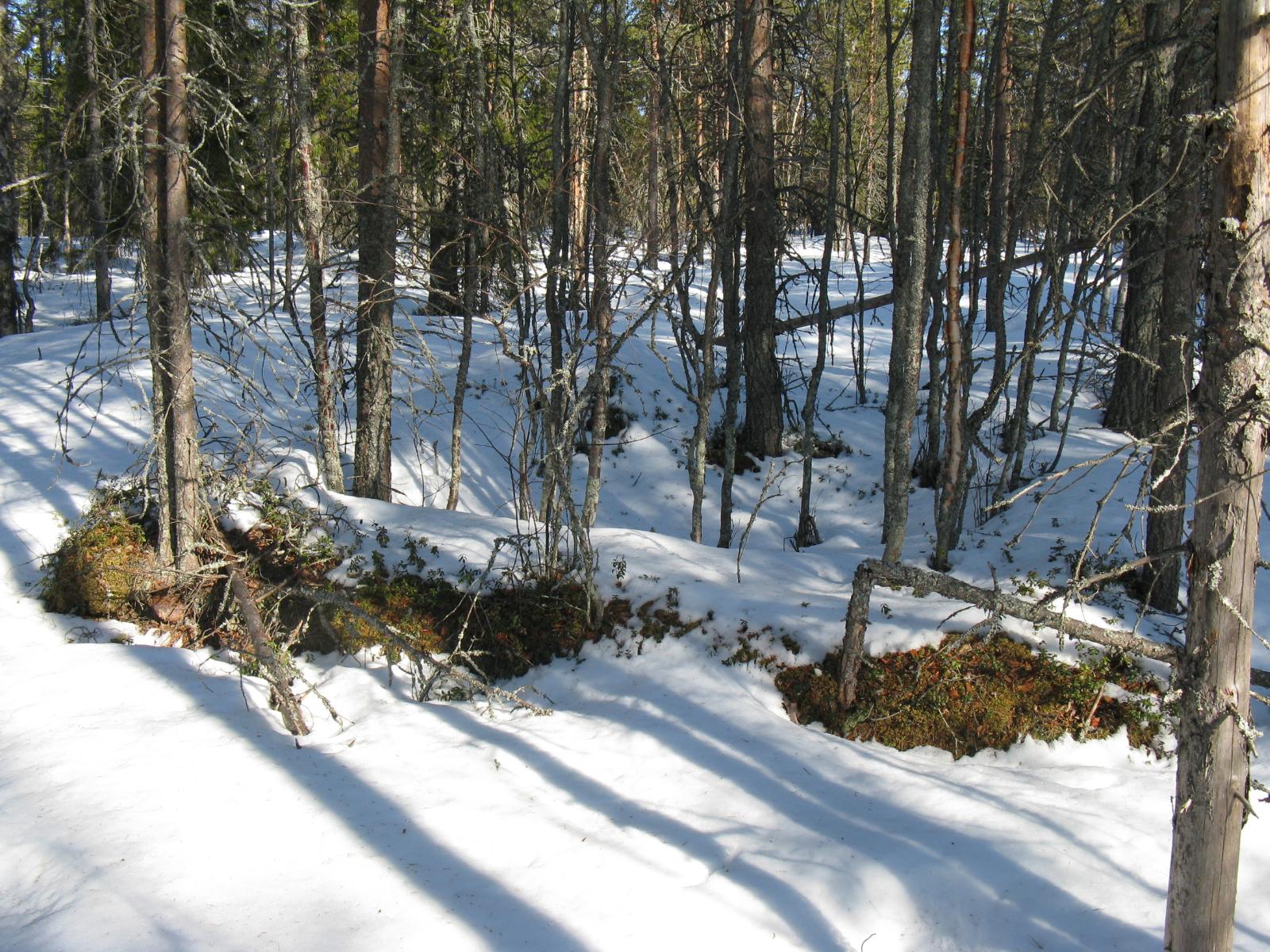 Mäntyvaltaisessa metsässä on lumipeite maassa.