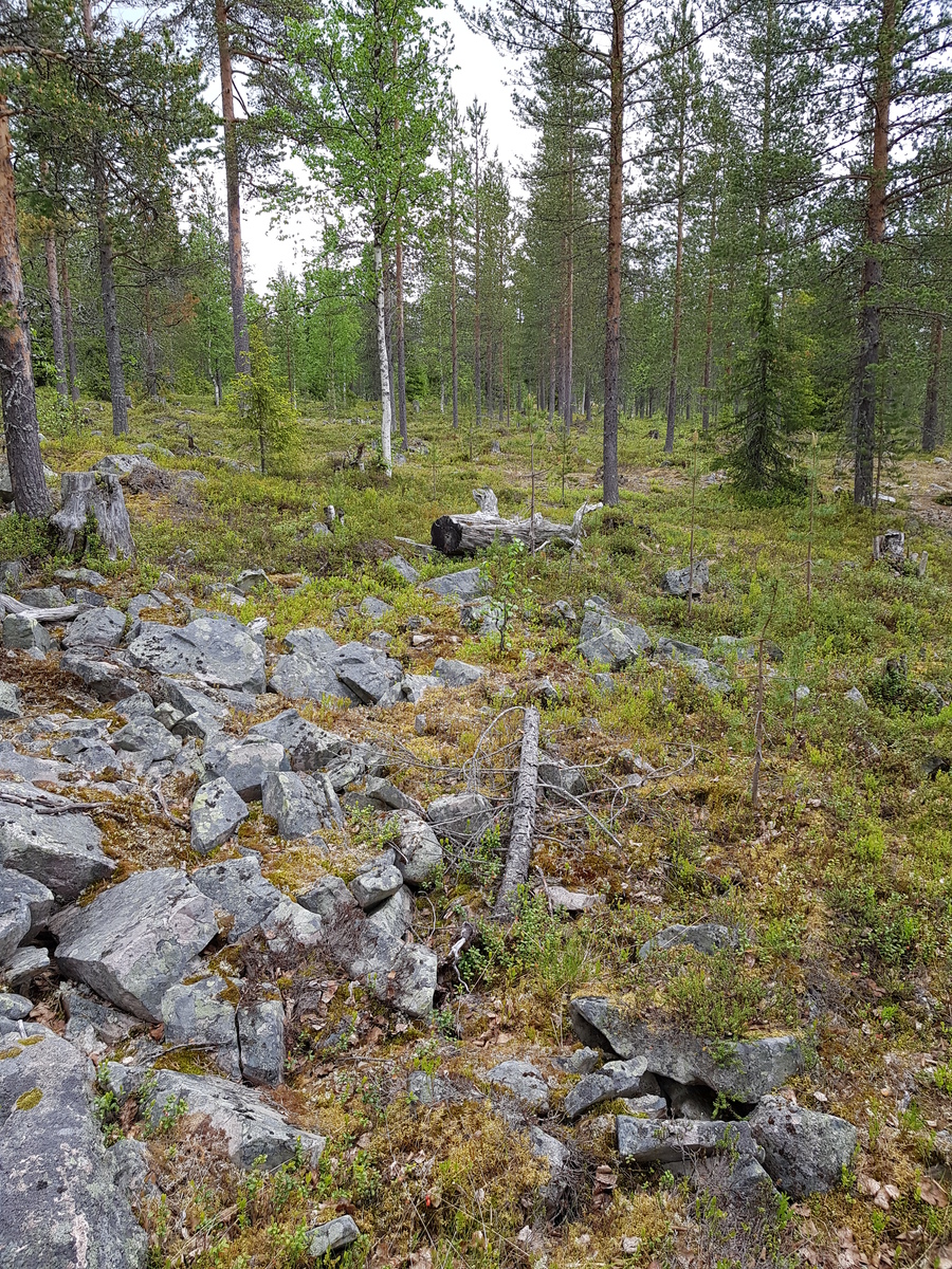 Kesäisessä metsässä kasvaa koivuja, mäntyjä ja kuusia. Etualalla on kivikko.