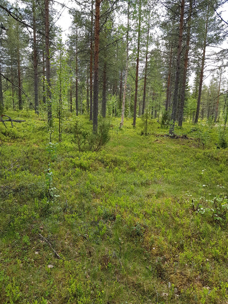 Mäntyvaltaisessa metsässä kasvaa myös kuusia, koivuja ja katajia. Etualalla on puuton alue.