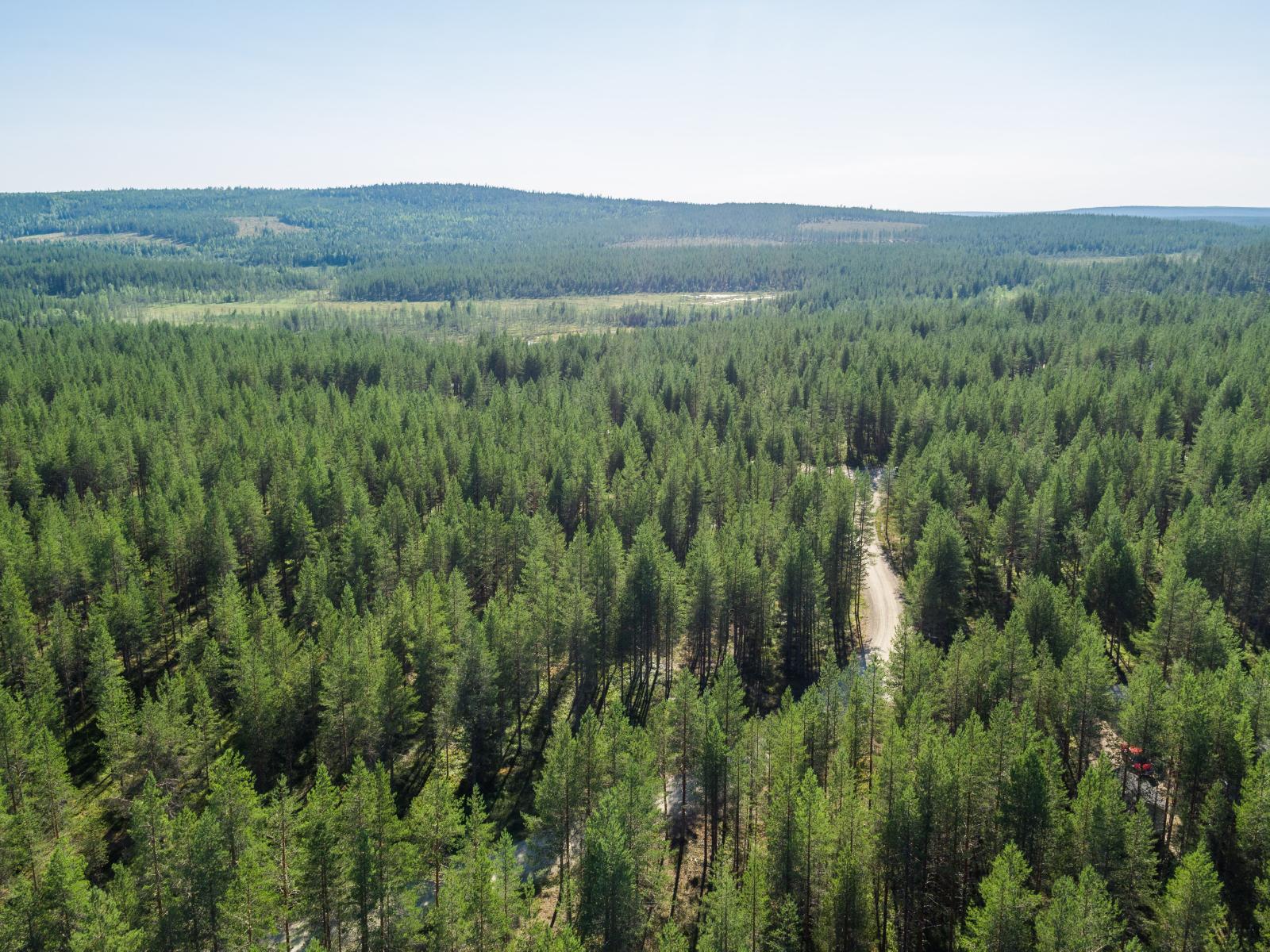 Mökkitie kulkee mäntymetsässä. Taka-alalla on suo ja horisontissa kohoaa vaaroja. Ilmakuva.