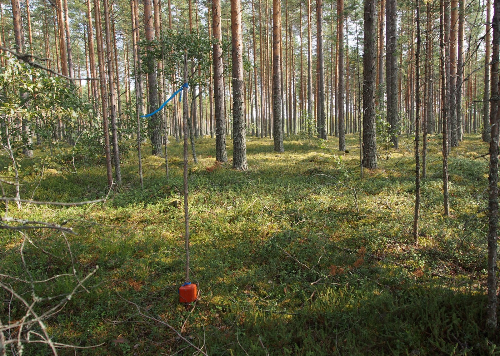 Aurinko paistaa kesäiselle mäntykankaalle. Etualalla on rajapyykki.