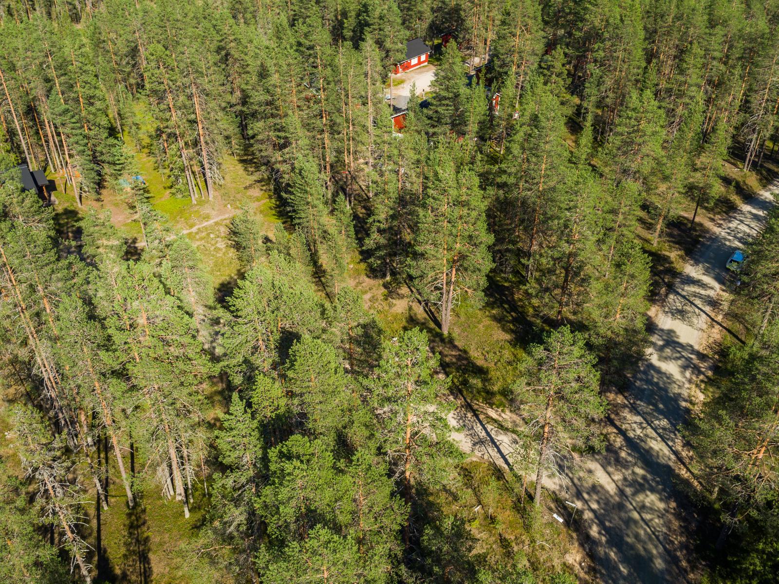 Mökeille vievä tie kulkee aurinkoisen mäntykankaan läpi. Ilmakuva.