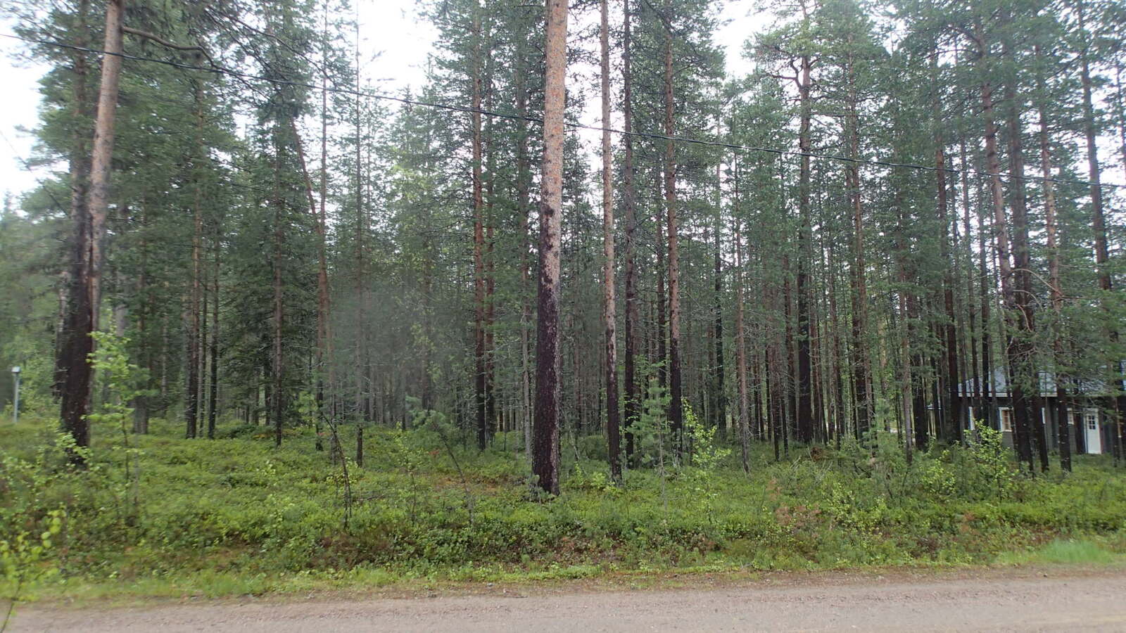 Tien reunasta alkaa havupuuvaltainen kangasmetsä. Oikeassa laidassa on mökki puiden takana.