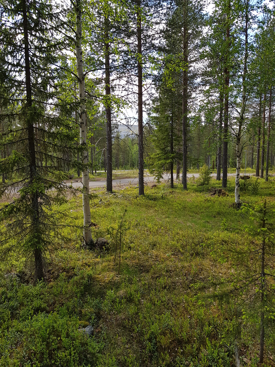 Puiden takana pilkottaa kesäisen metsän läpi kulkeva tie. Metsän takana kohoaa tunturi.