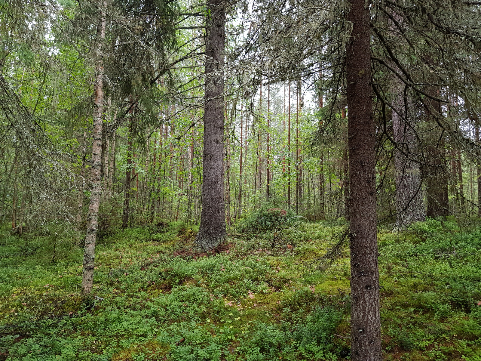 Suurten havupuiden rinnalla kasvaa nuoria lehtipuita.