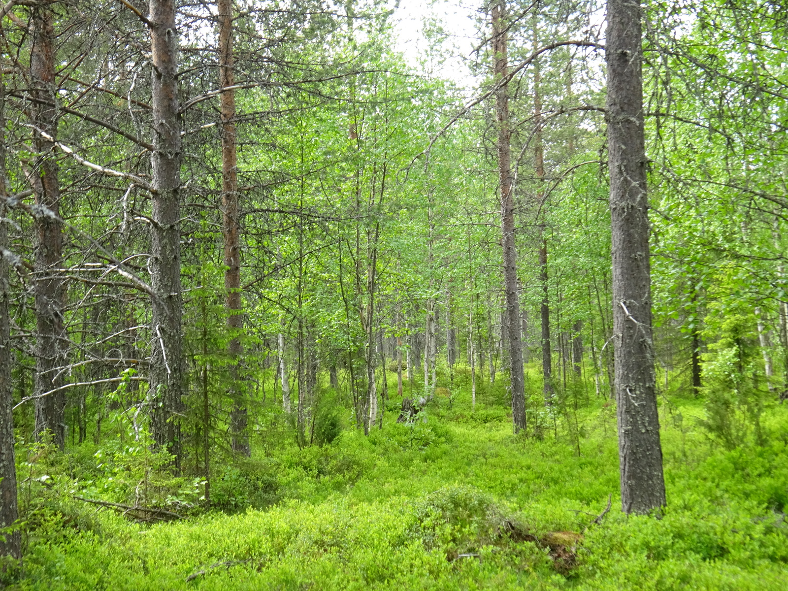 Kesäisessä sekametsässä kasvaa mäntyjä, kuusia, katajia ja koivuja. Aluskasvillisuutena mustikkaa.