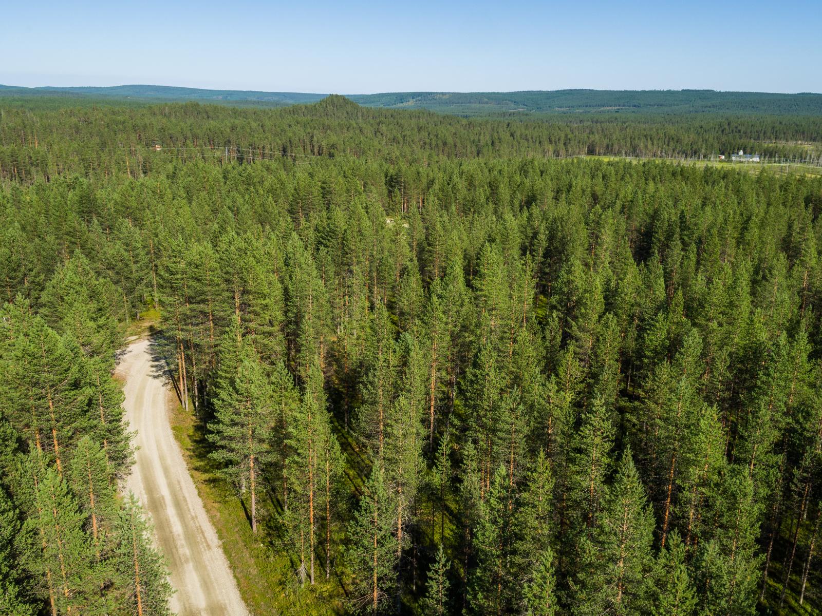 Hiekkatie kulkee loivasti kumpuilevassa maastossa kesäisen mäntykankaan läpi. Ilmakuva.