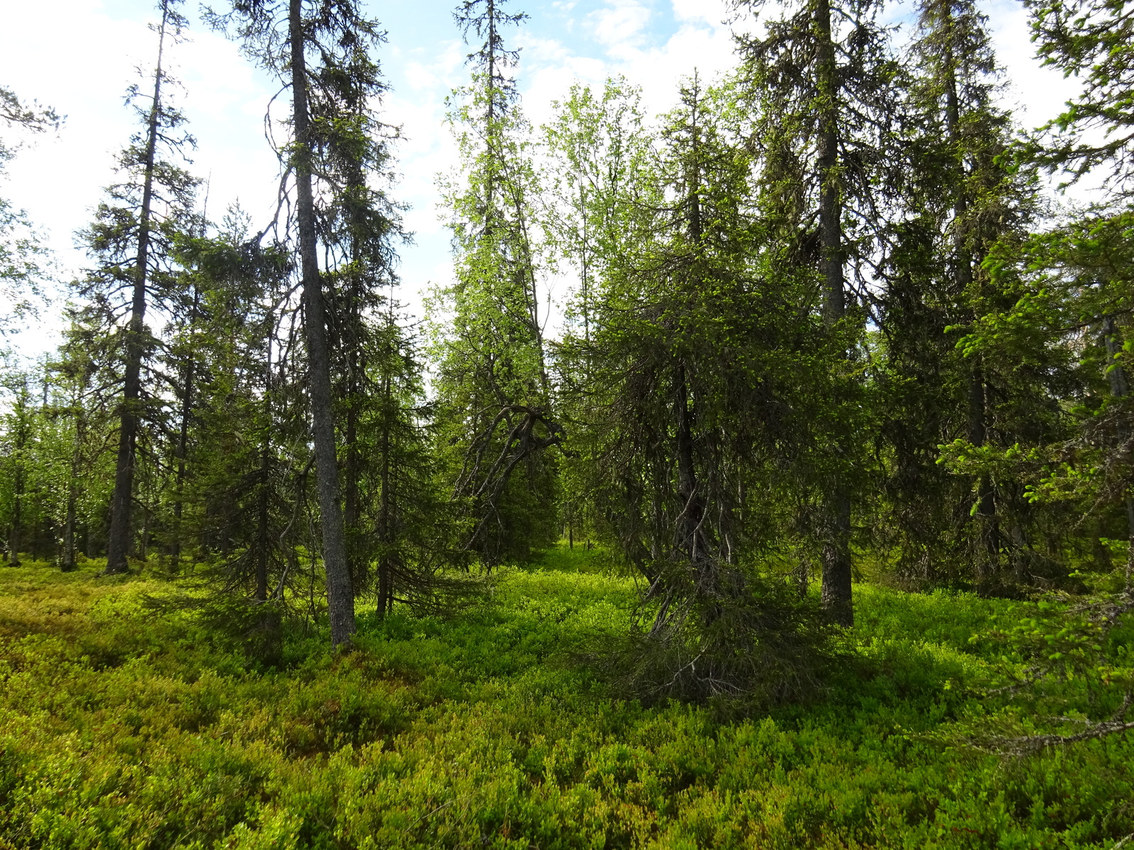 Kuusivaltaisessa metsässä kasvaa runsaasti mustikanvarpuja.