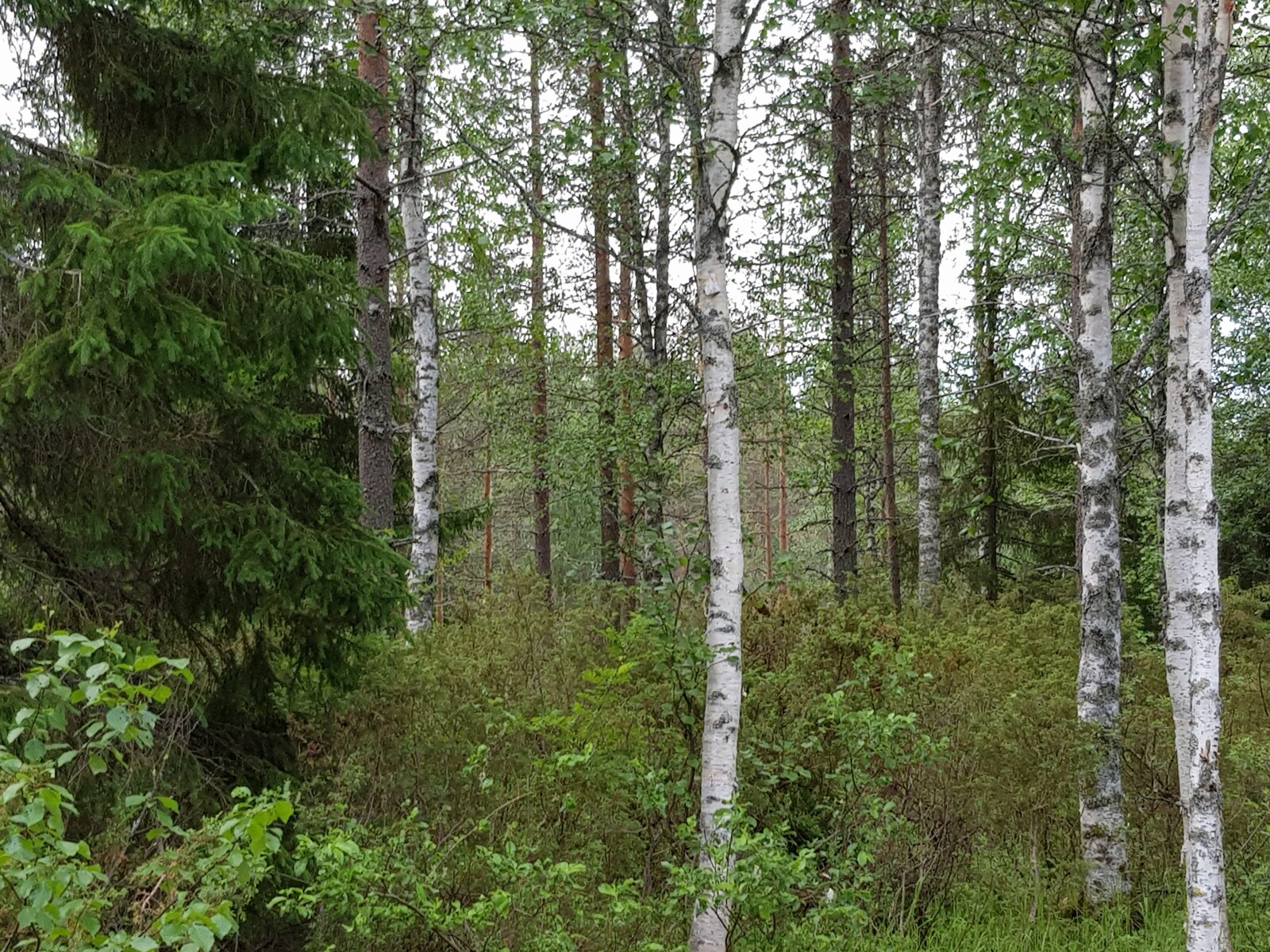 Vehreässä metsässä kasvaa koivuja, katajia, mäntyjä ja leveitä kuusia.