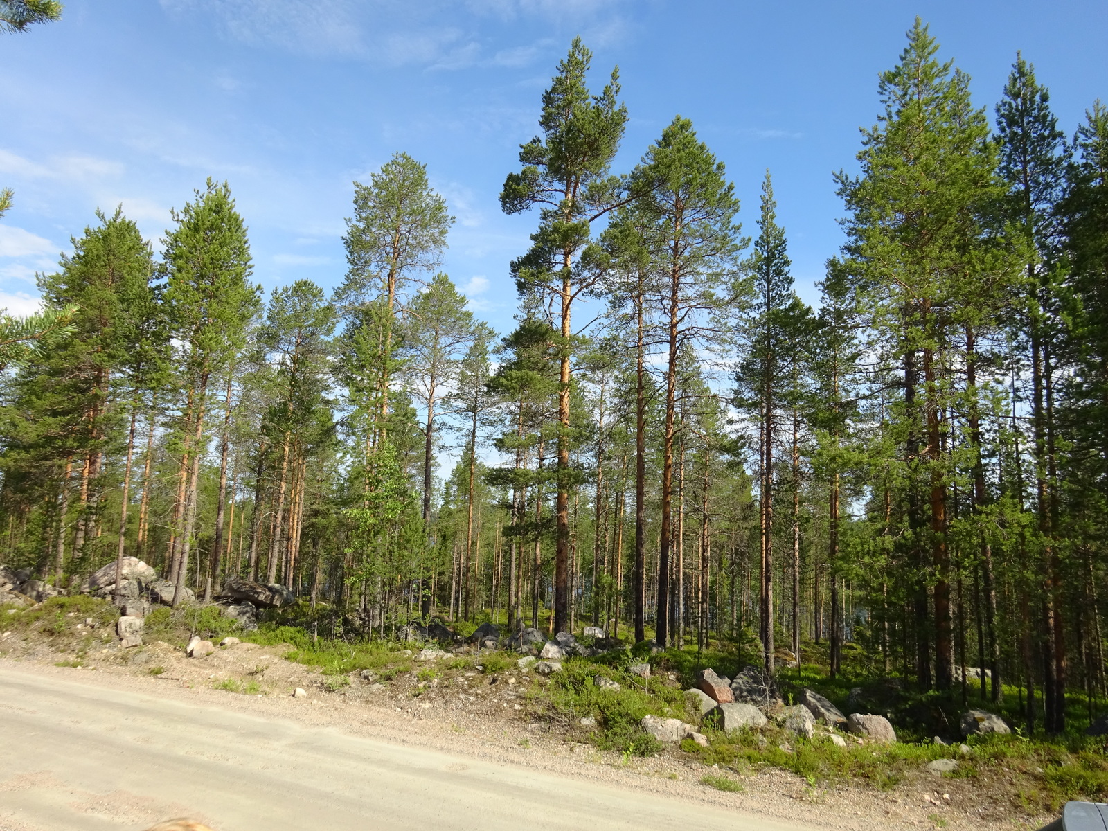 Hiekkatien varressa on kivikkoa, jonka takana alkaa mäntymetsä.