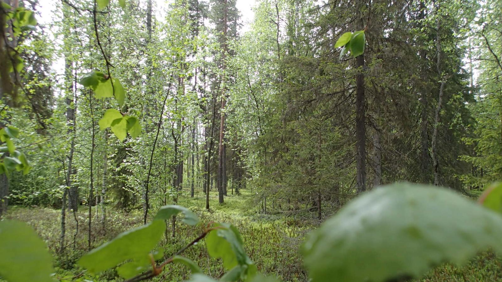 Kesäisessä sekametsässä kasvaa koivuja, kuusia ja mäntyjä.