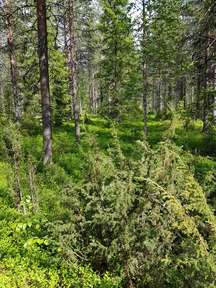 Aurinko paistaa kesäiseen havupuuvaltaiseen metsään. Etualalla on kataja.