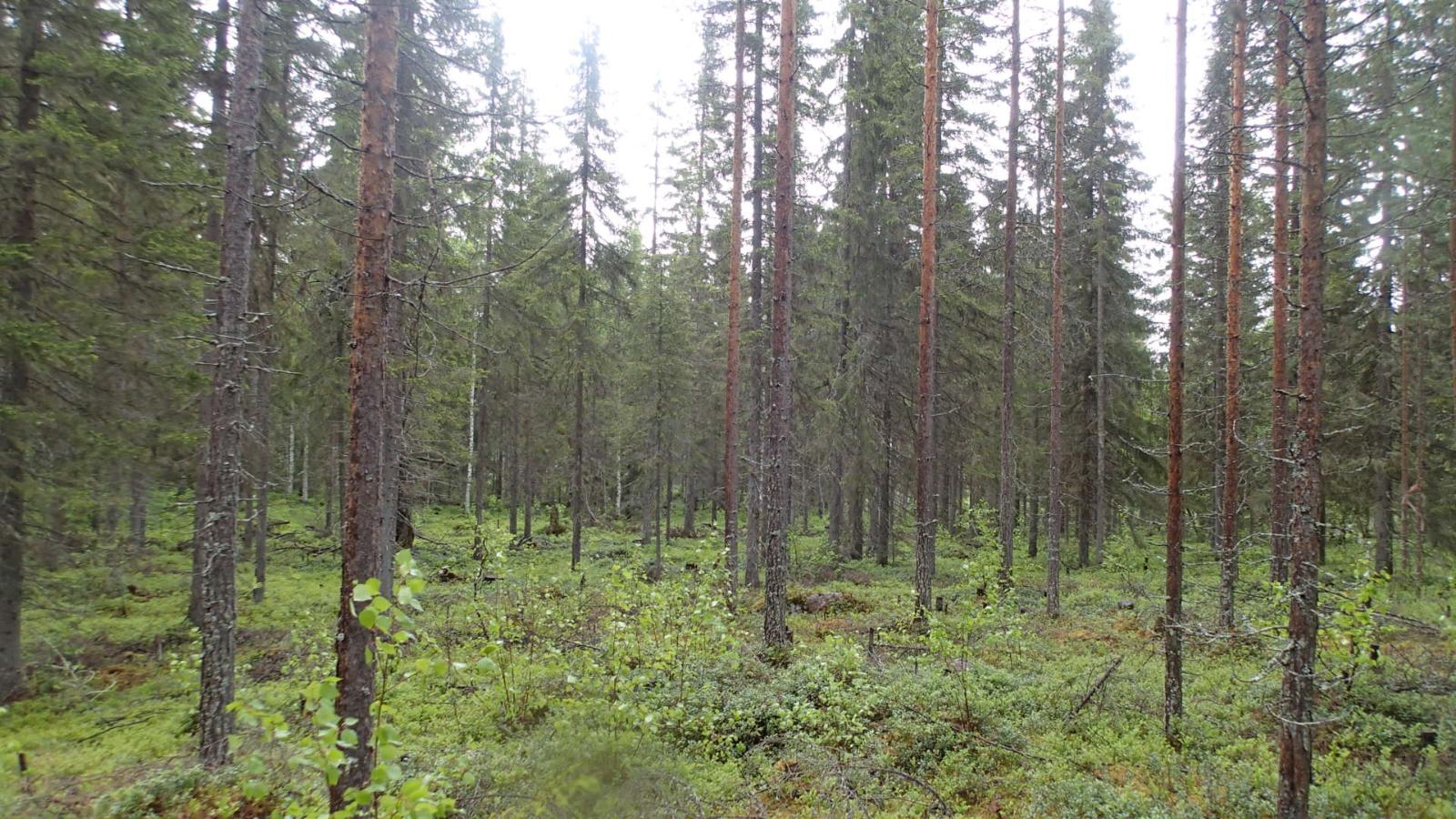 Kuusivaltaisessa metsässä kasvaa myös mäntyjä ja nuoria koivuja.