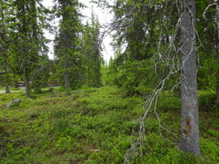 Kuusivaltaisessa metsässä kasvaa runsaasti mustikkaa. Taka-alalla pilkottaa kelohirsinen mökki.