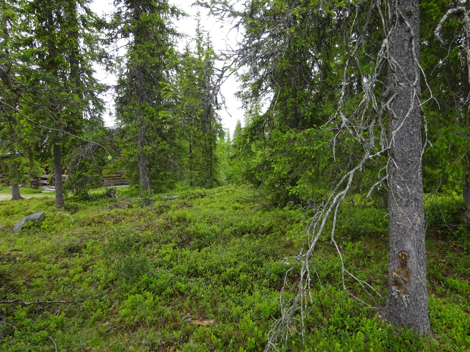 Kuusivaltaisessa metsässä kasvaa runsaasti mustikkaa. Taka-alalla pilkottaa kelohirsinen mökki.