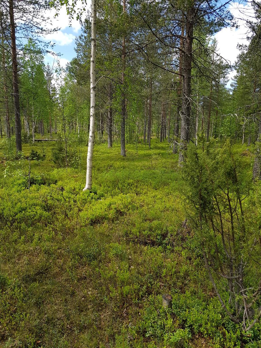 Mäntyvaltaisessa metsässä kasvaa myös kuusia, koivuja ja katajia. Aluskasvillisuutena on mustikkaa.