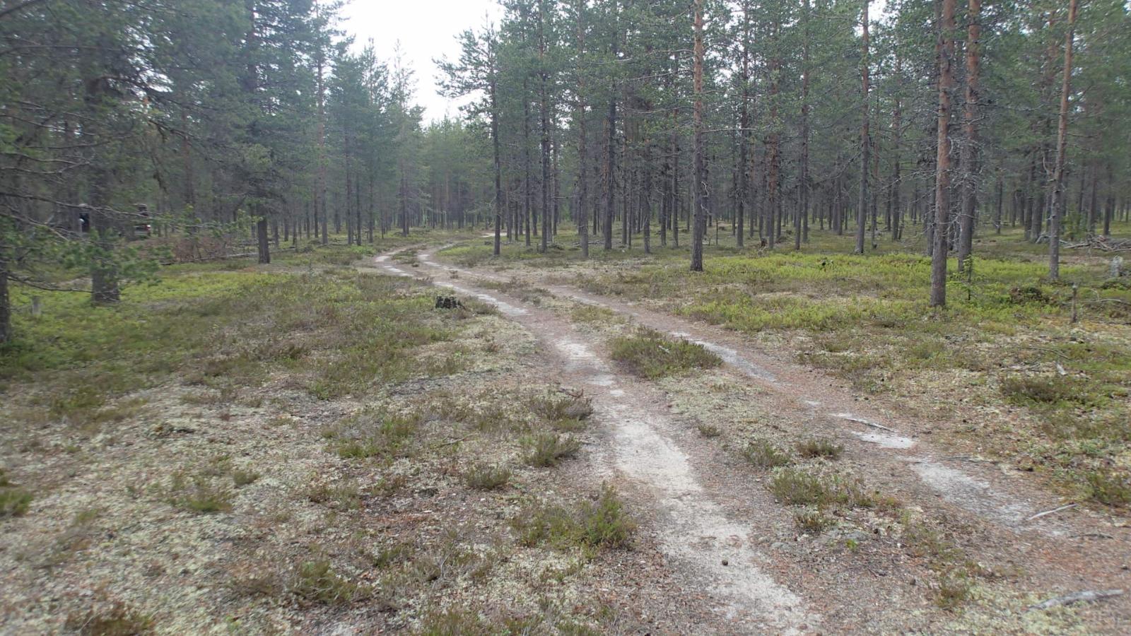 Mökkitie kulkee kangasmetsän halki.