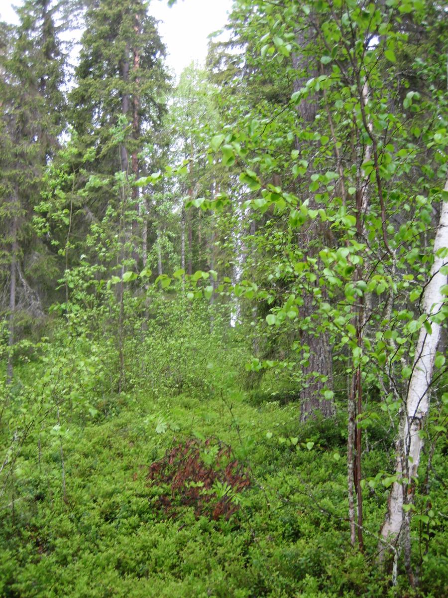 Kuusivaltaisessa metsässä kasvaa myös koivuja. Aluskasvillisuutena on mustikanvarpuja.