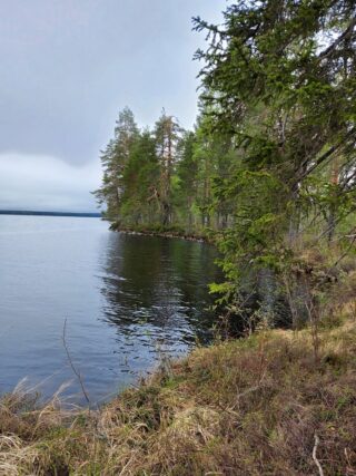 Männyt ja kuuset reunustavat järven poukamaa.